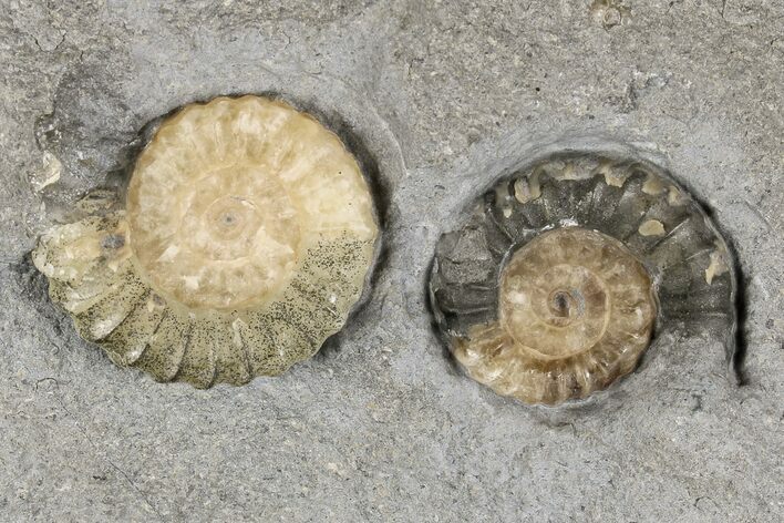 Two Fossil Ammonites (Promicroceras) - Lyme Regis #166646